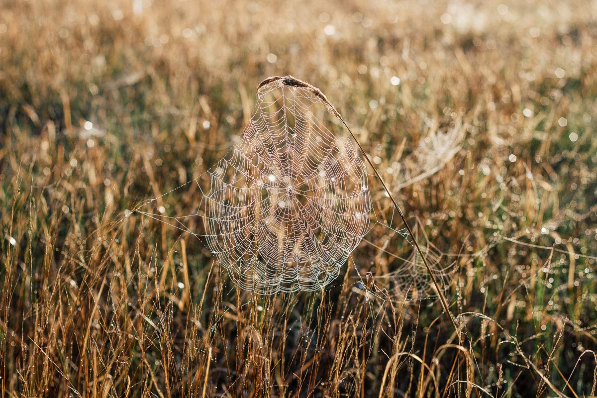 spider's web