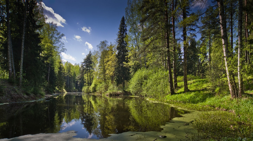 Novoshaleynye Teiche