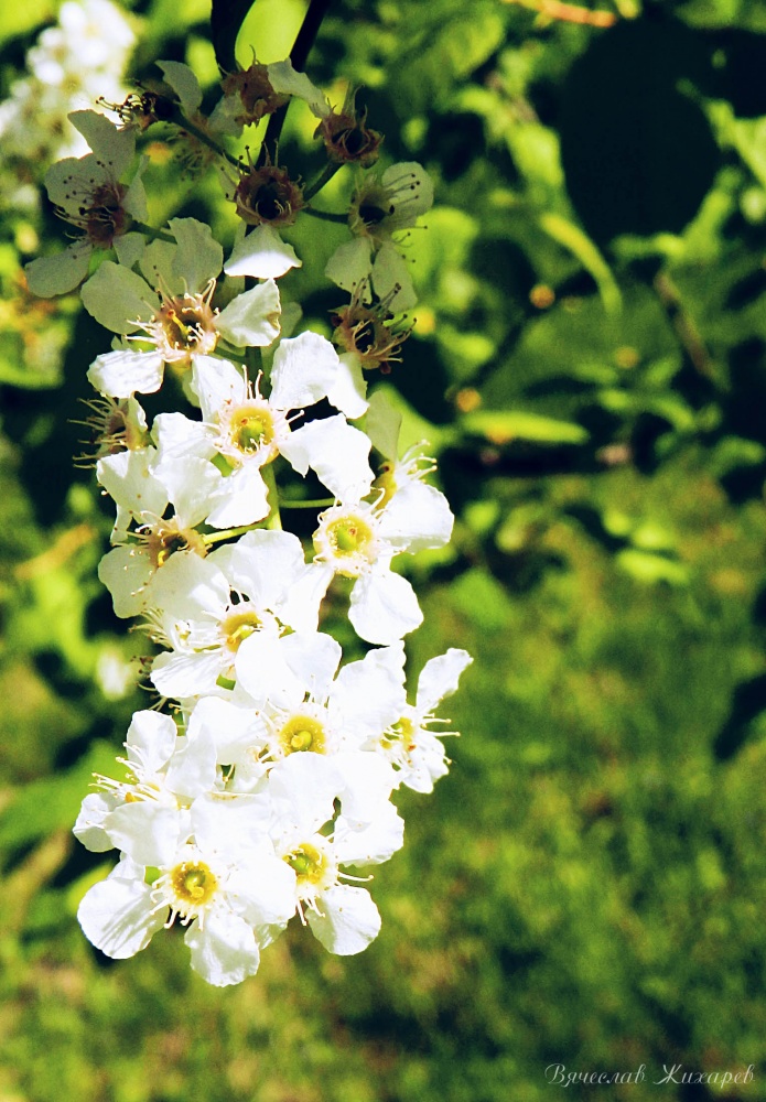 Apple blossoms.