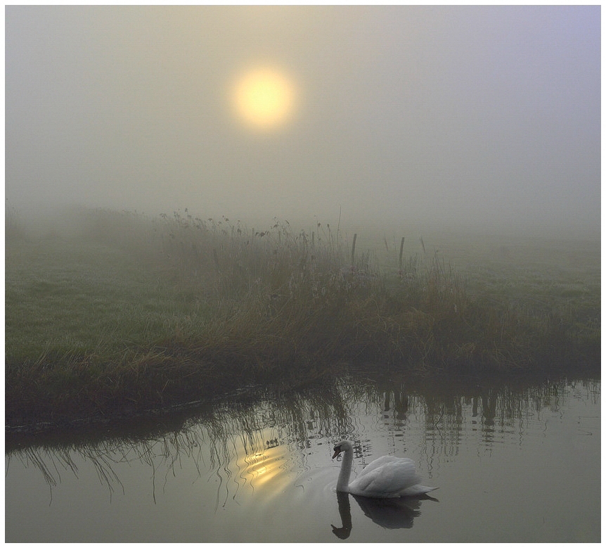 Swan in the fog.