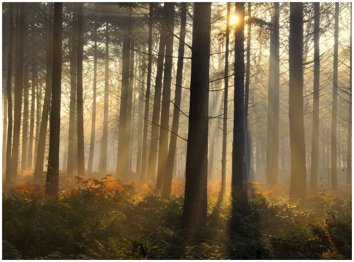 A summer morning i n the forest.