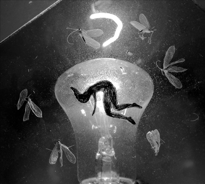 Fee - Photographica.