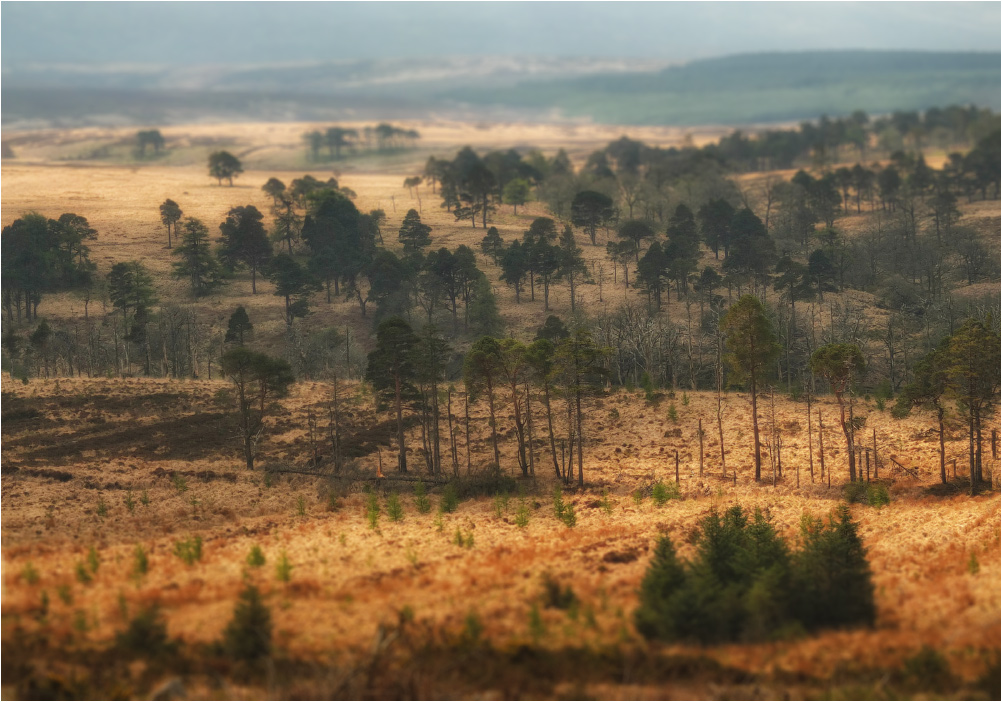 Nadelholz-Intermountain ......