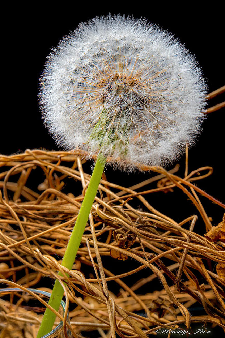 Lassen Sie sich nicht verdorren ..