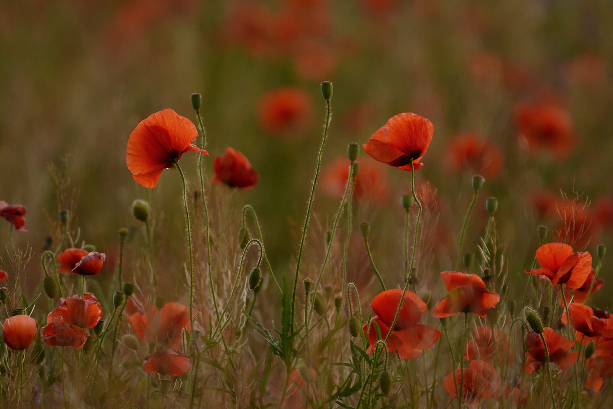 Nenko meine Ukraine.