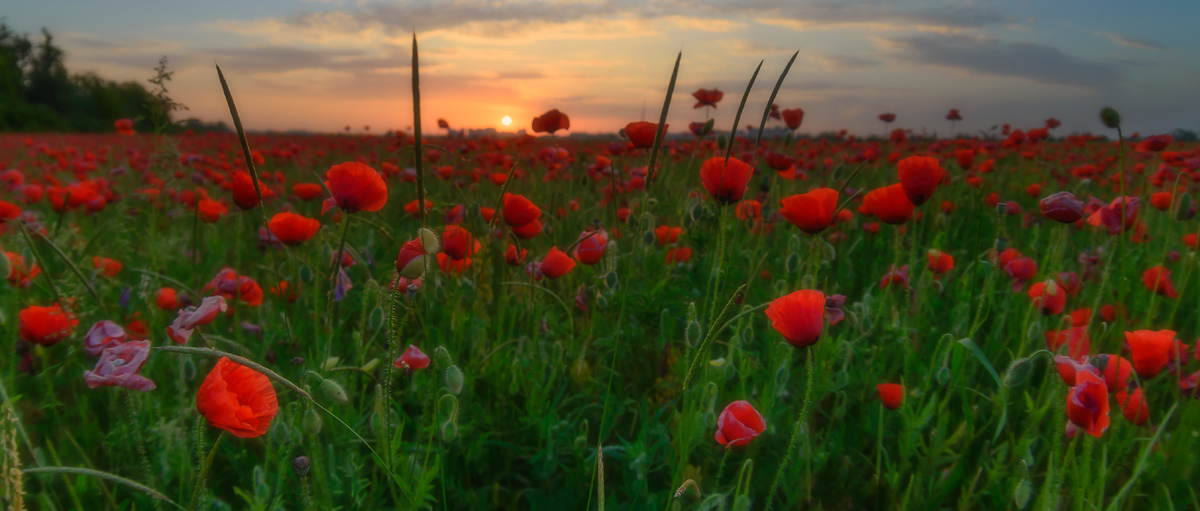 An der Schwelle des Sommers