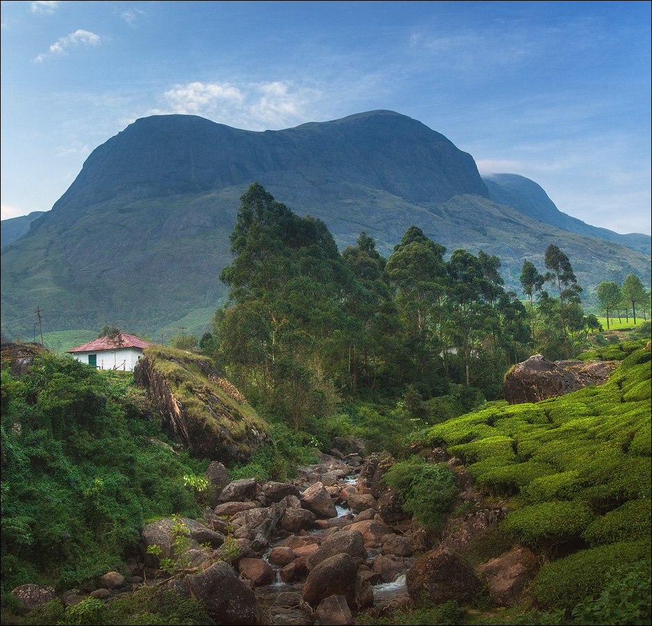 Eravikulam National park