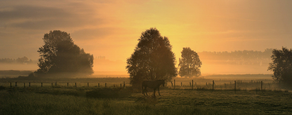 A horse in the morning.