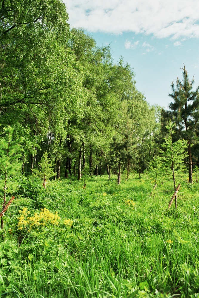 Auf dem Weg zu einer grüneren Welt