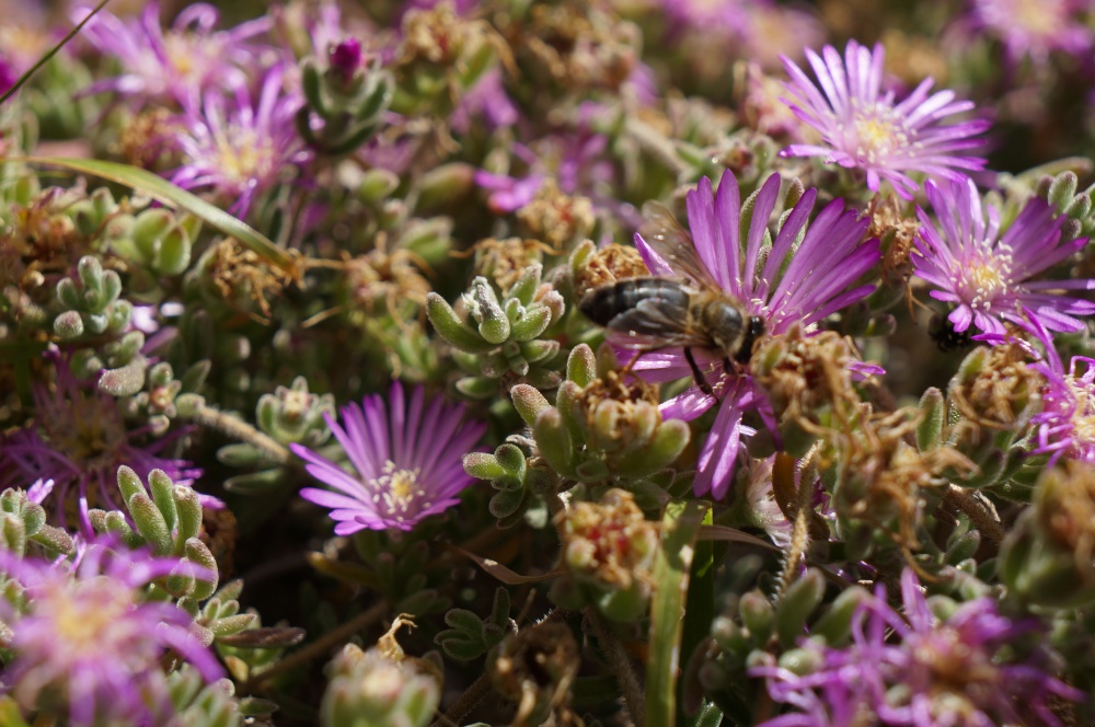 Braselonskaya bzhelka