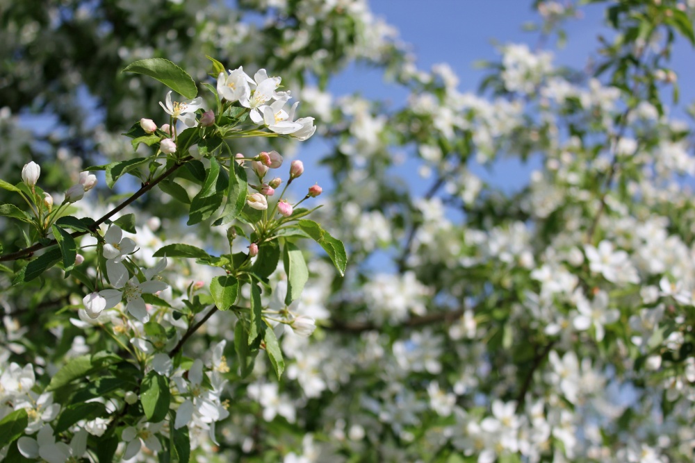 Apfelbaum in voller Blüte