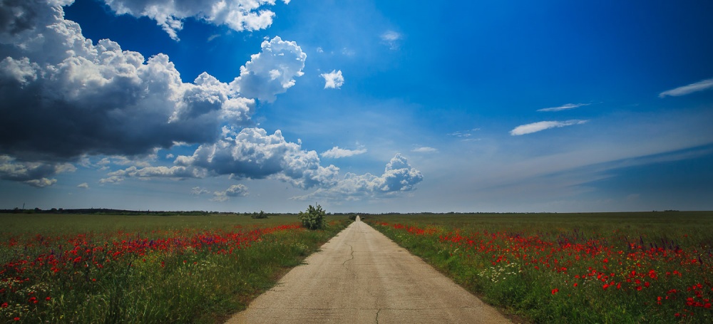 Roads Mohn