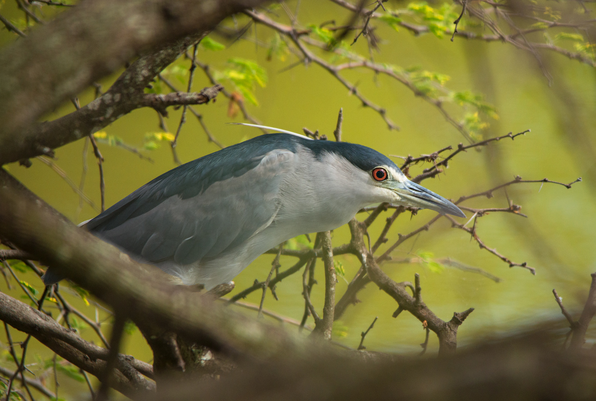 Black-crowned Night-Heron (Nyctanassa violacea)