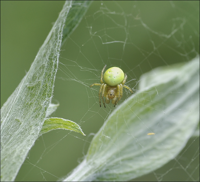 Unreife Früchte ...
