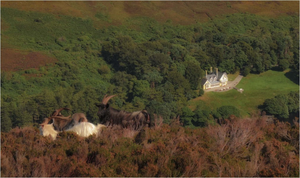 Über Ziegen ... und Häuser ...