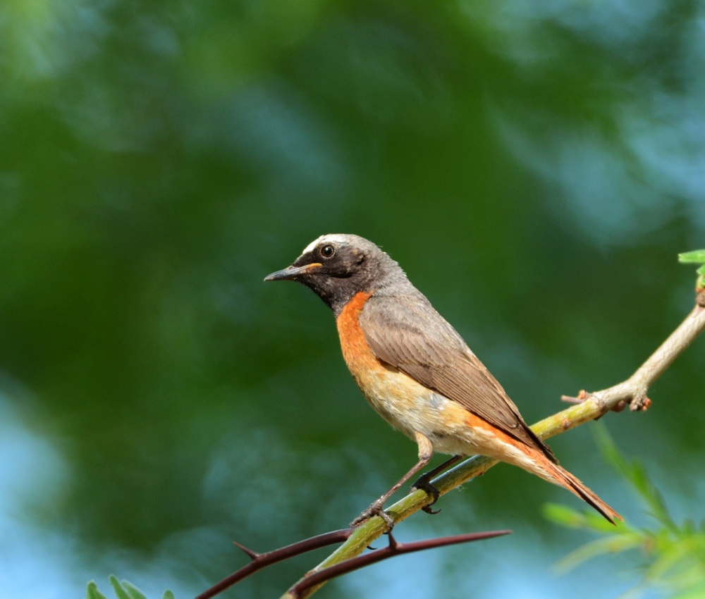 Grivohvostka gewöhnlich.