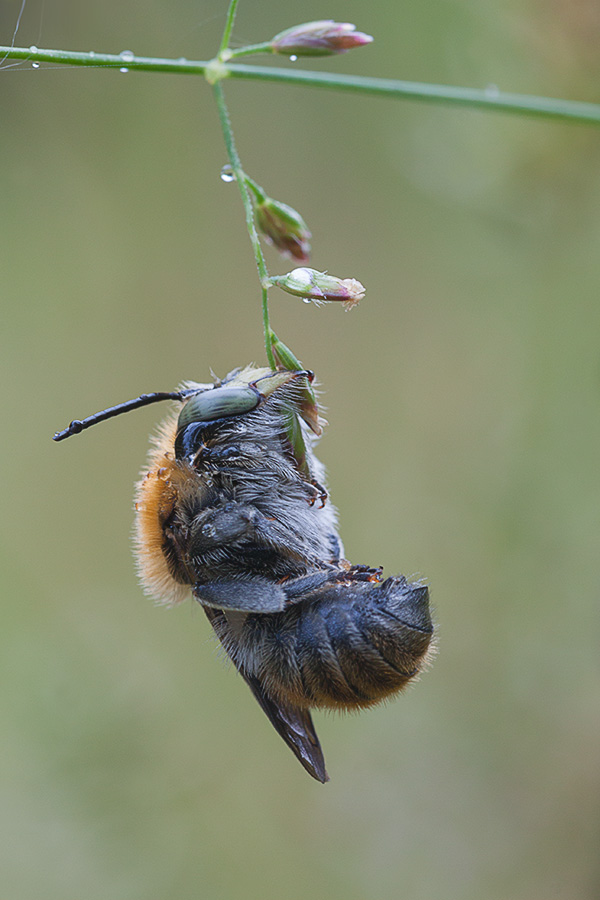 Kräftige Kiefer - ein tiefer Schlaf