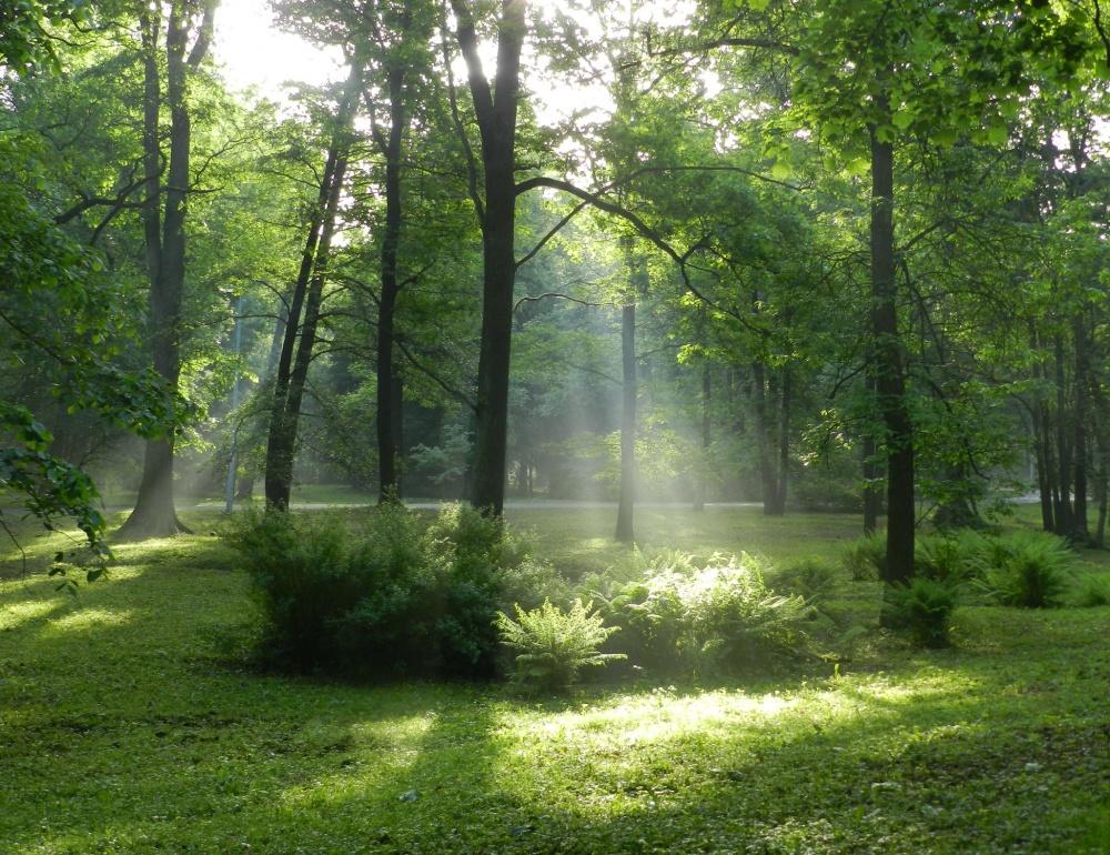 Sommermorgen im Park