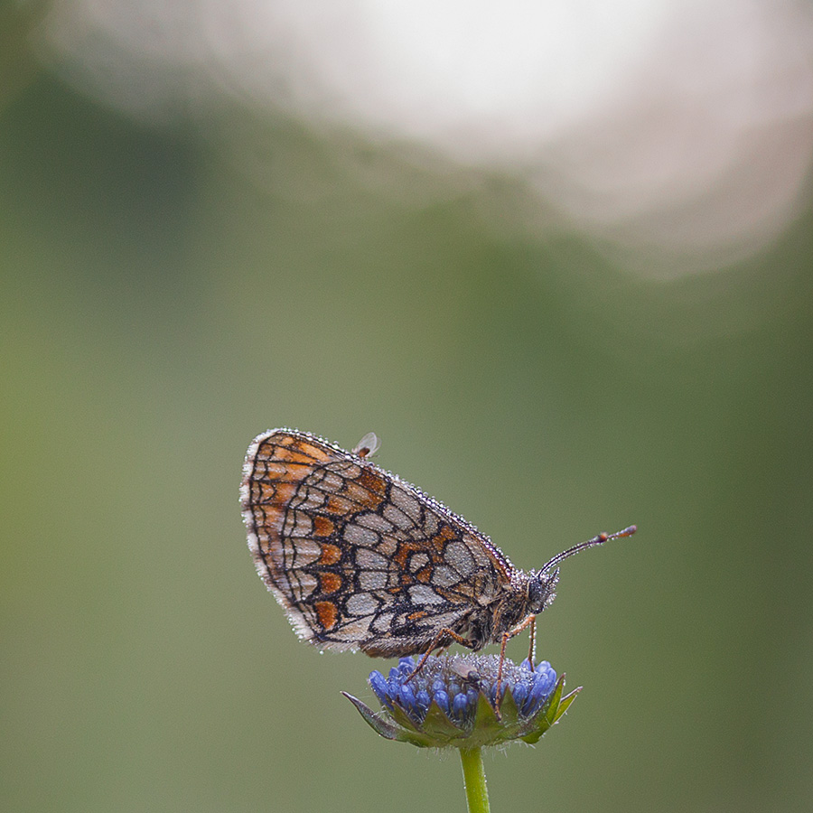 ... Und wer ist klein Perlen.