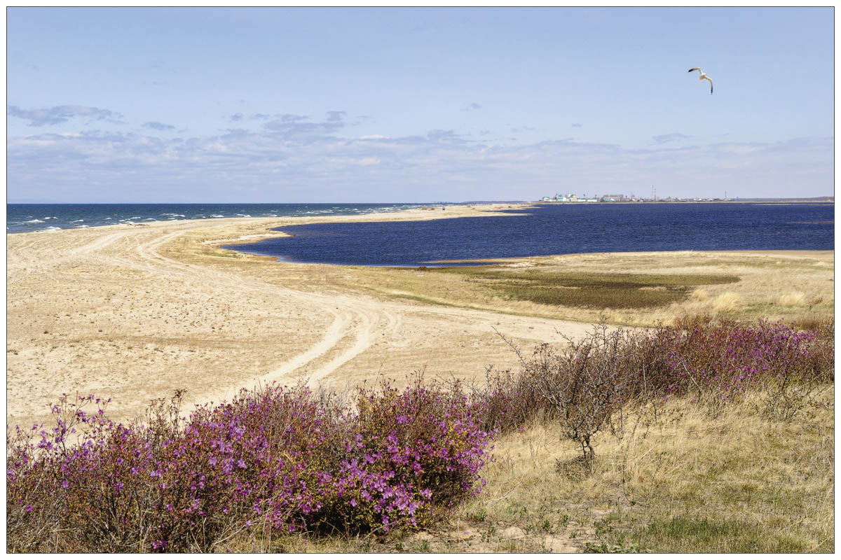 Blüten Siberian Monat Mai