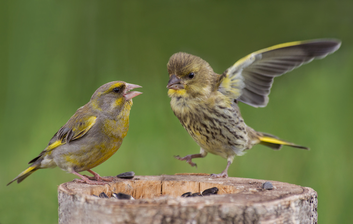 "Daddy, ich will haben! ..."