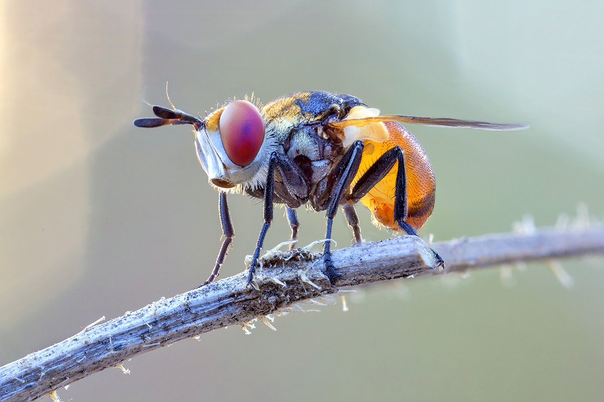 Die Begegnung mit einem Morgengrauen
