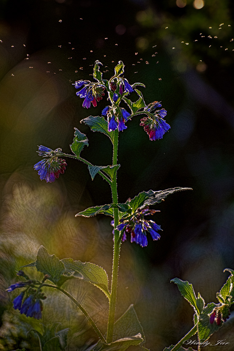Sommer-Abend. Wald. Blumen unter den Füßen.