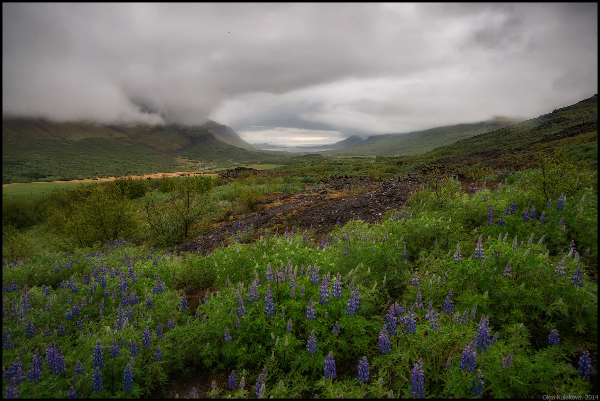 Landschaft mit Lupine