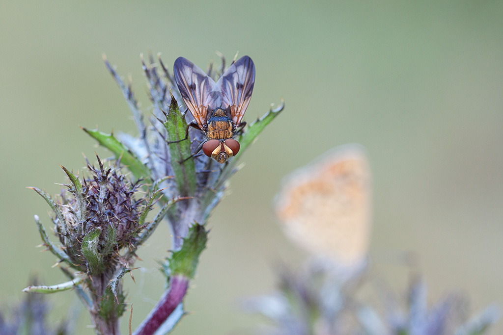 Me, schießen Sie mir, ich bin schöner!