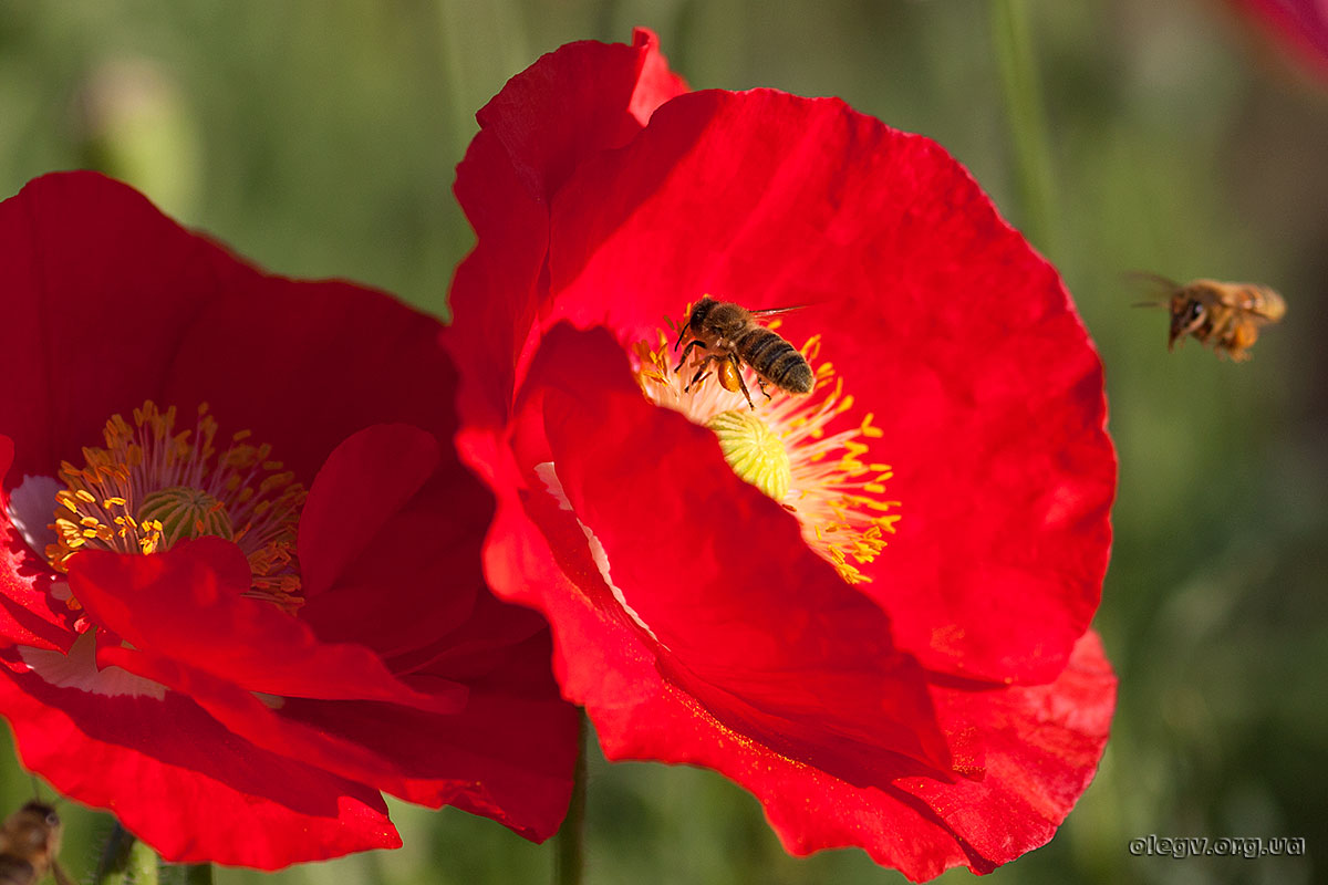 102 kurz die Landebahn!