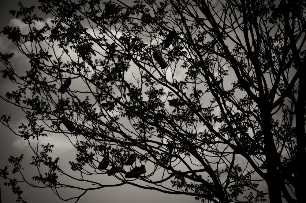 Baum mit Turnschuhen