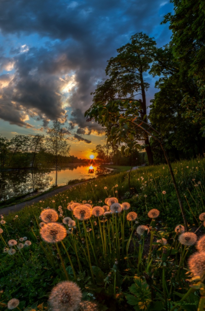 Sunset Bild mit Löwenzahn.