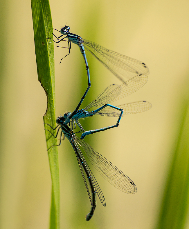 "Über Zeit Oh, die Sitten!"