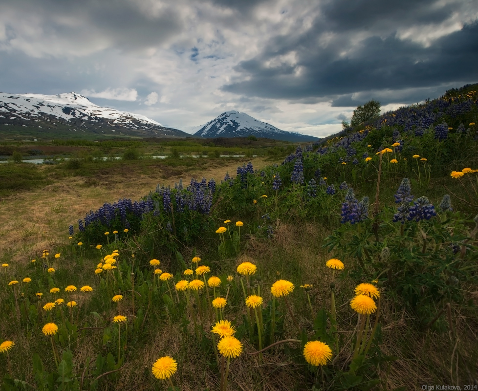 Landschaft mit Lupine und Löwenzahn