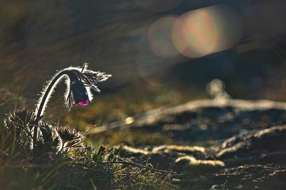 Magic light Sohn Gras.