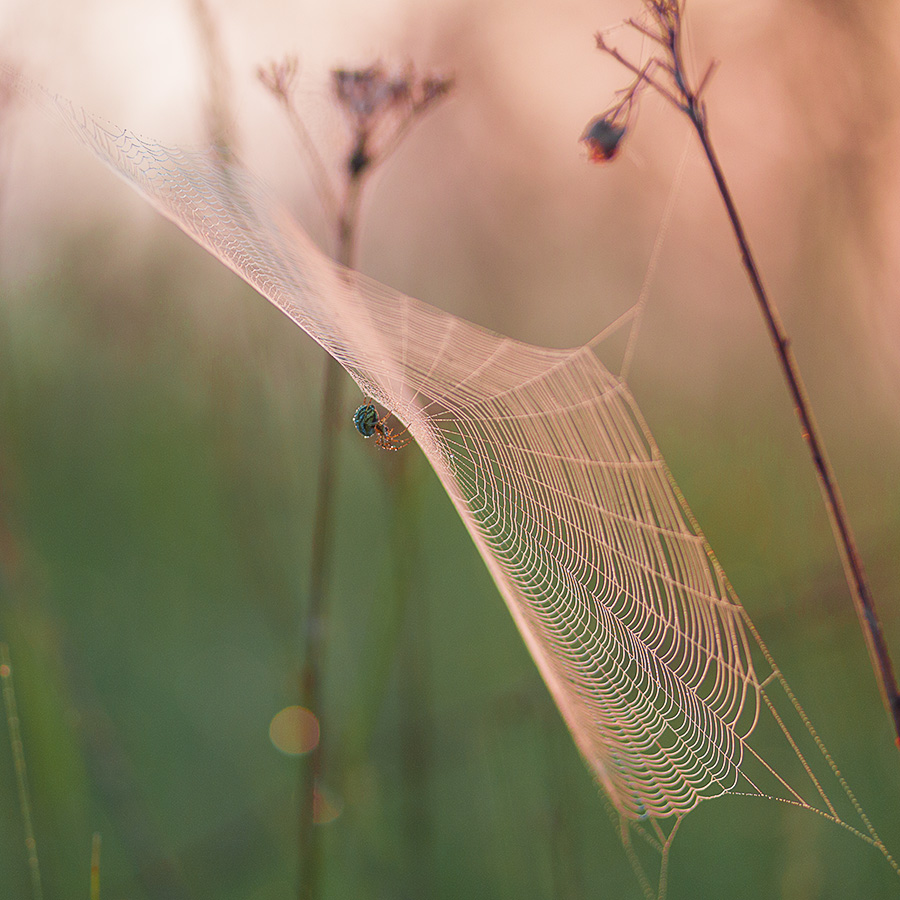 Catcher Morgengrauen