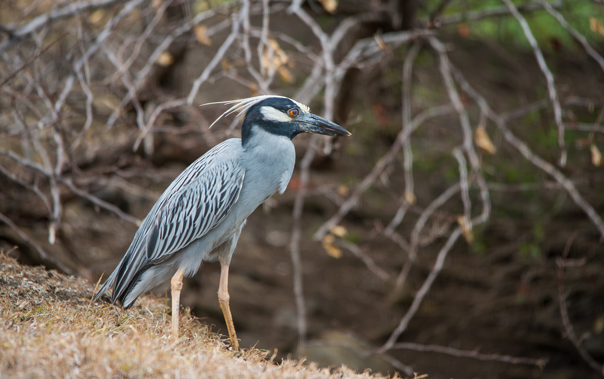 Yellow-crowned Night Heron