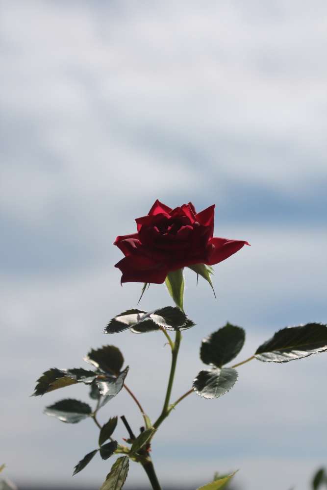 Rose und Himmel
