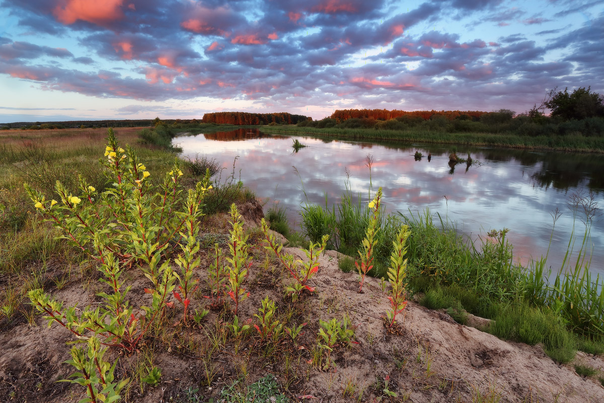Juniabend auf der Memel