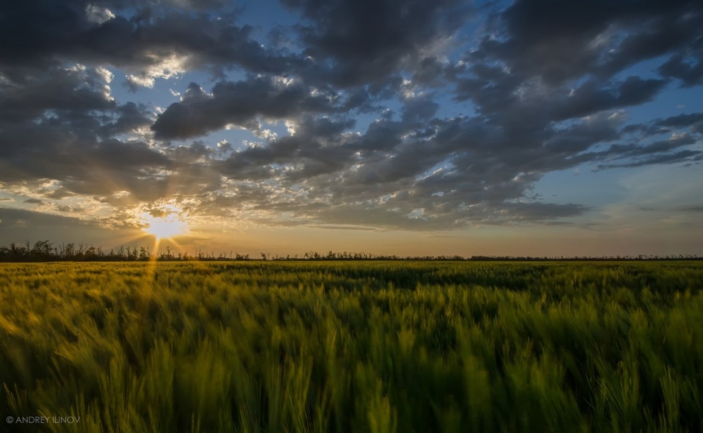 "Weizen" Sonnenuntergang