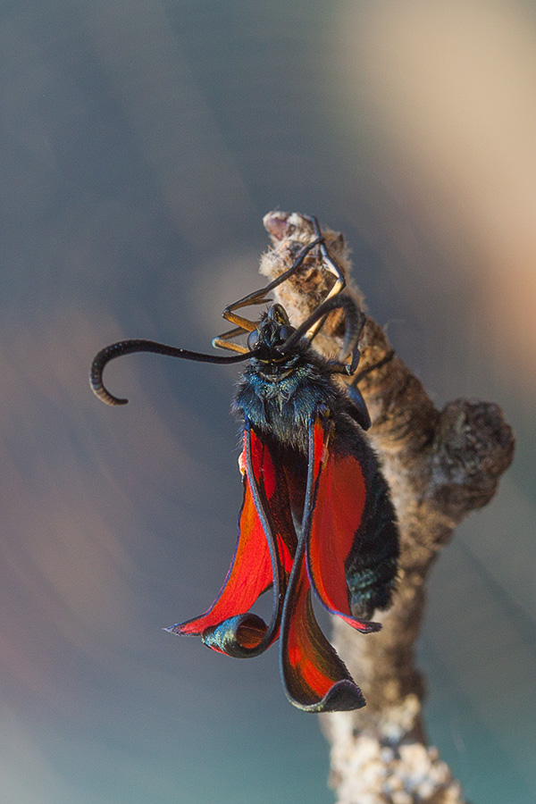 Frische Blumenblüten