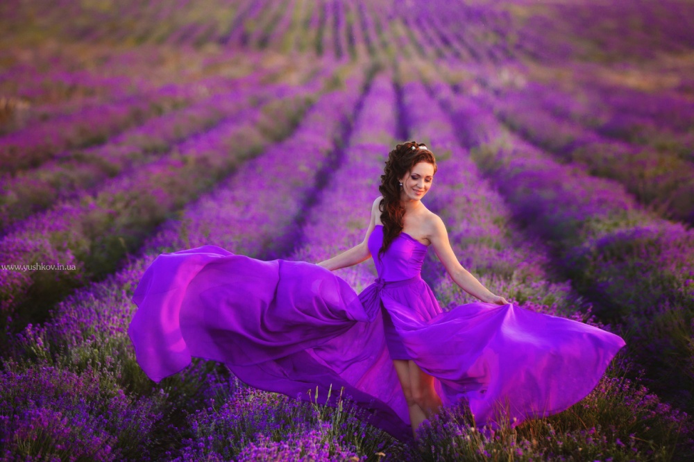 Lavstori auf der Krim auf einem Lavendelfeld