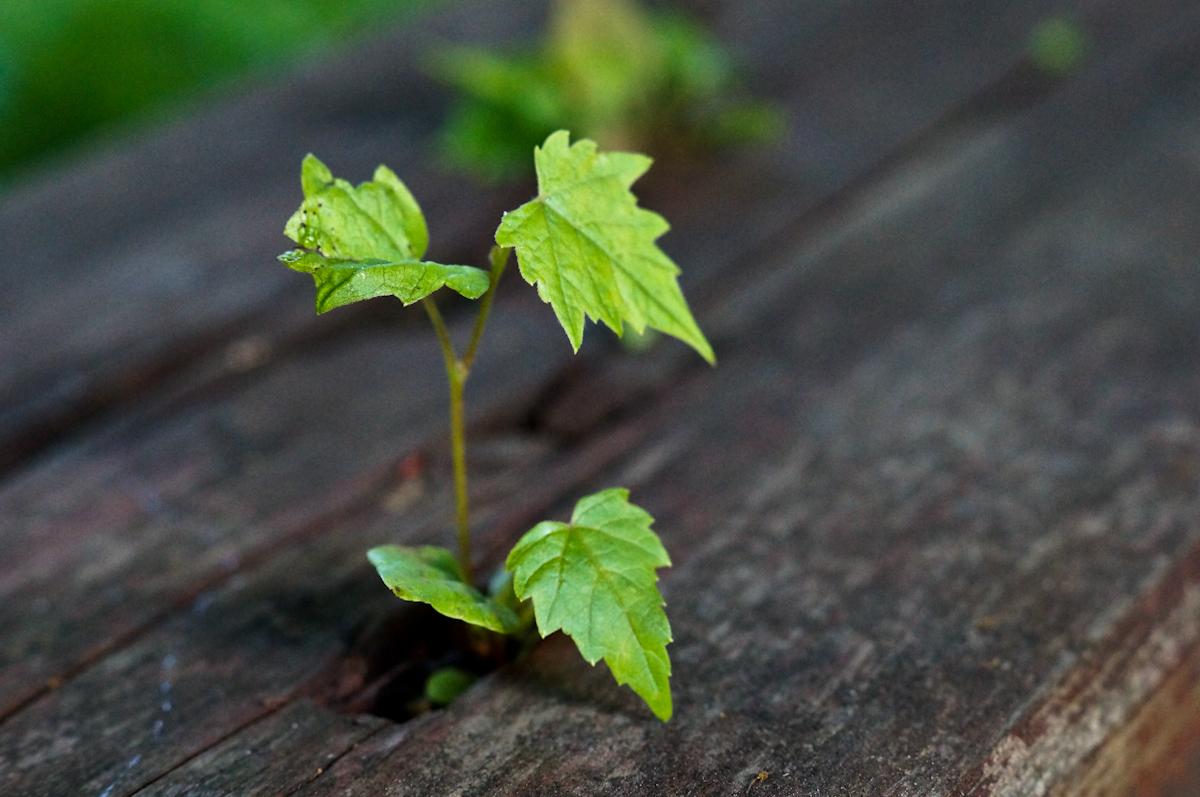 Kraft des Lebens ...