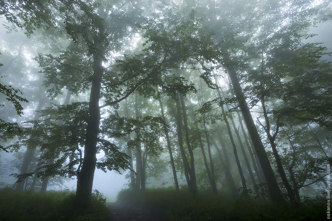 Geheimnisvoller Wald
