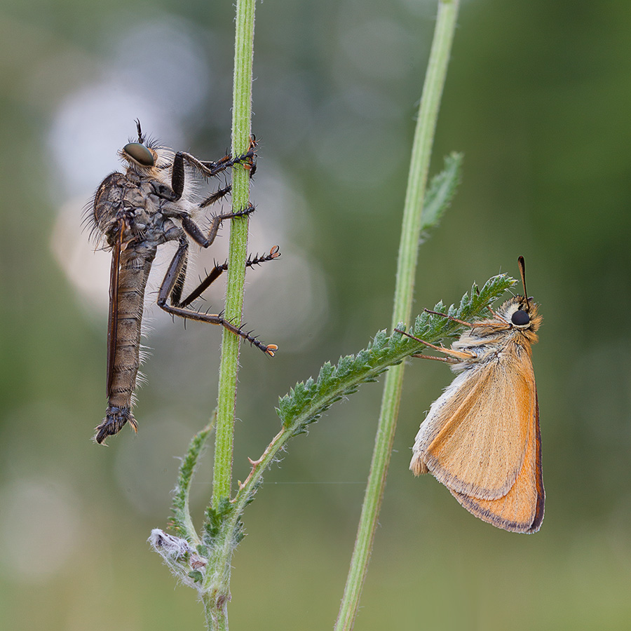 Gefährliche Nachbarschaft
