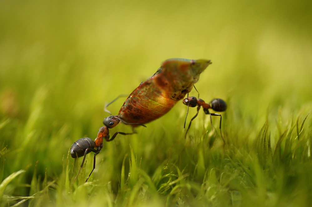 Der Bauernhof nützliche