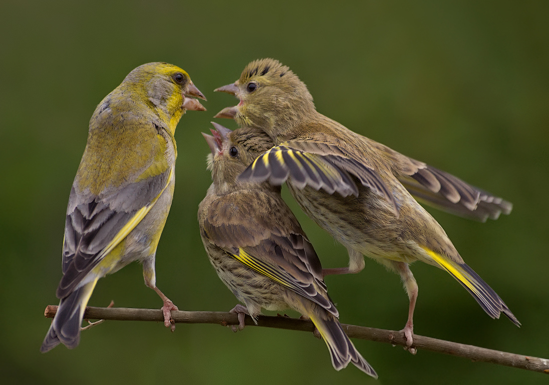 "Sie sind nicht hier stehen!,,,"