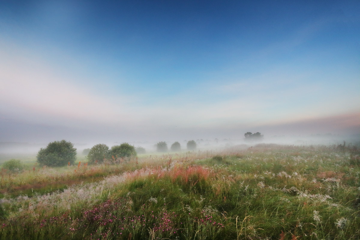 Morgen auf der Hochwasserwiese