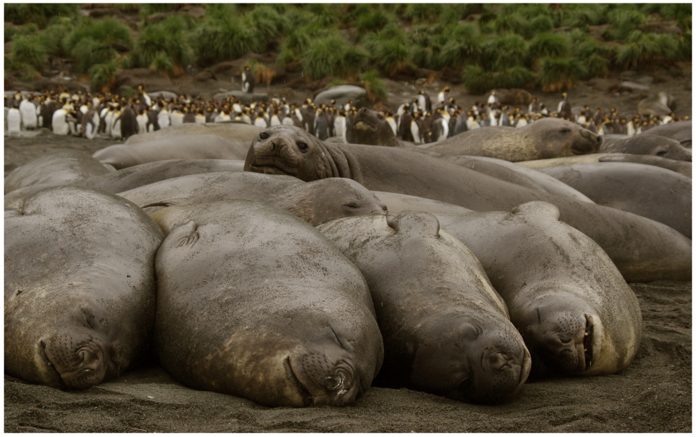 in Bedrängnis, aber nicht verrückt