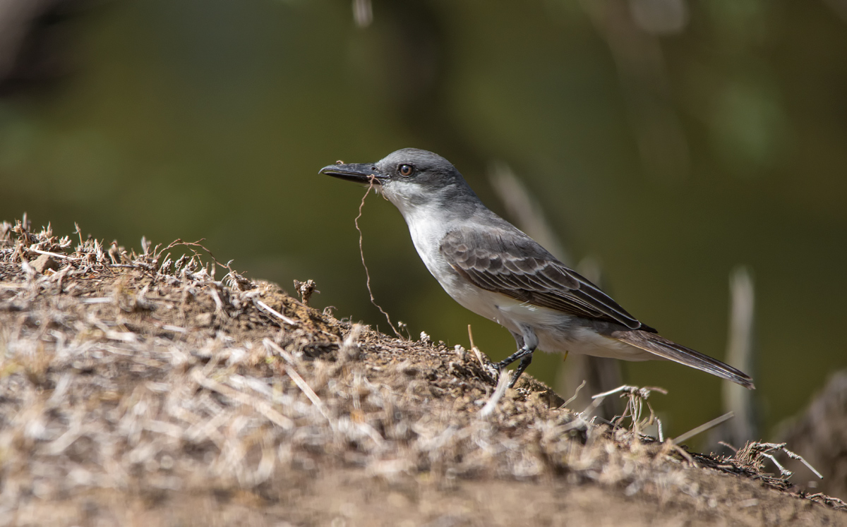 few more strings and the nest is ready